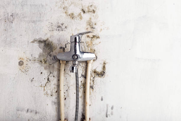 Best Residential Mold Removal  in Glide, OR
