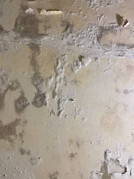 Best Commercial Mold Removal  in Glide, OR