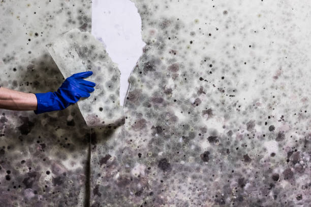 Home Mold Removal in Glide, OR