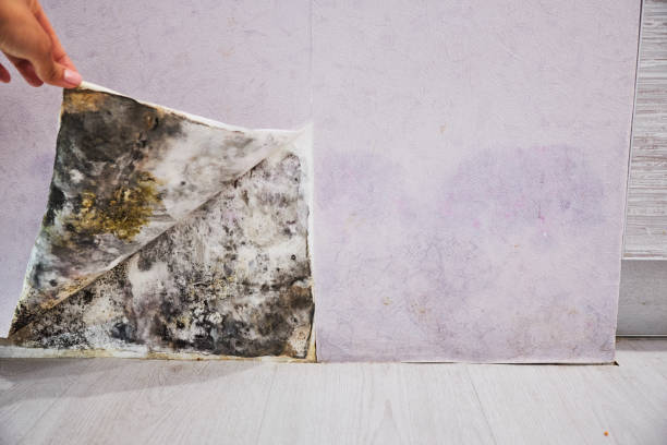 Best Attic Mold Removal  in Glide, OR